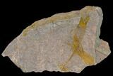 Wide, Eocrinoid (Ascocystites) Plate - Ordovician #118215-1
